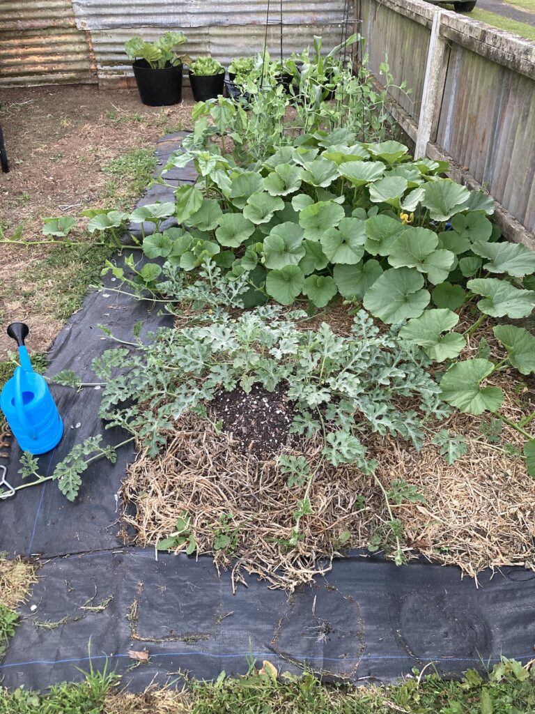Small garden bed with good growth, it is crazy how quick they grew