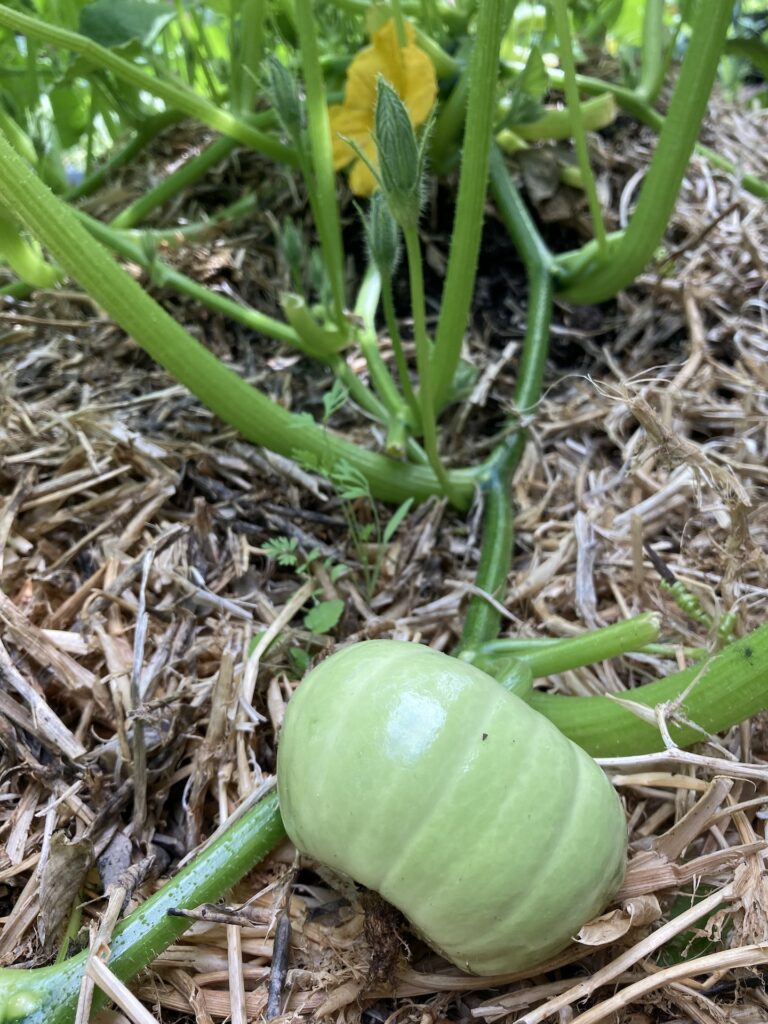 Small pumpkin growing in a vine