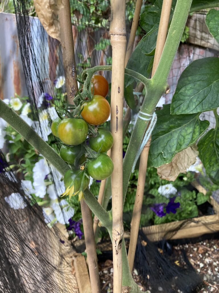 Cherry tomatoes ripening in the vine