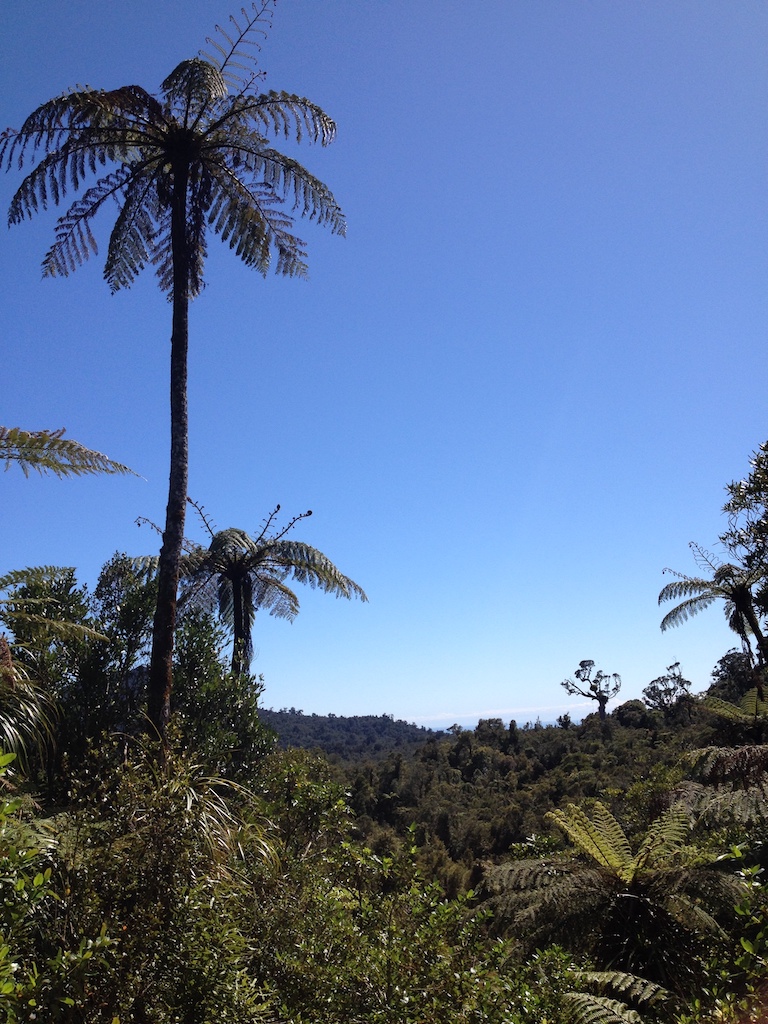 Palm tree, New Zealand bush and blue sky, sometimes you might get lost on your money journey