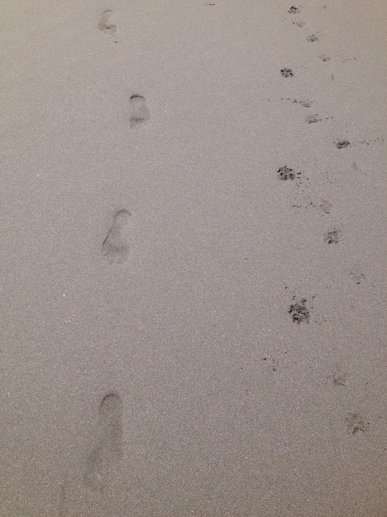Footprints and paw prints on the sand symbolises how you can follow people's footsteps to fix your money troubles
