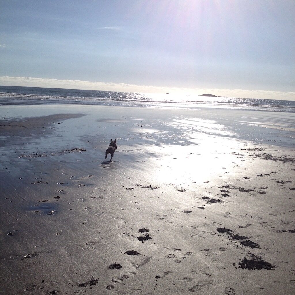 Beach with a dog running after a stick brings happiness like being free from money worries