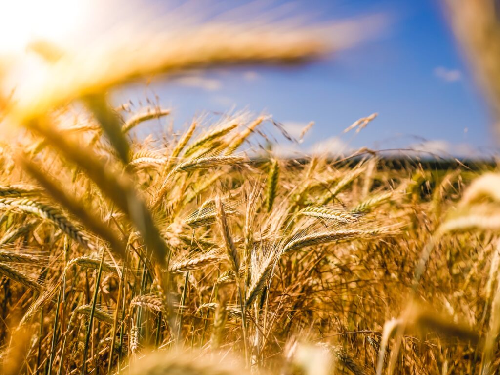 close up of a field of wheat, abundance is a money mindset that makes you feel content