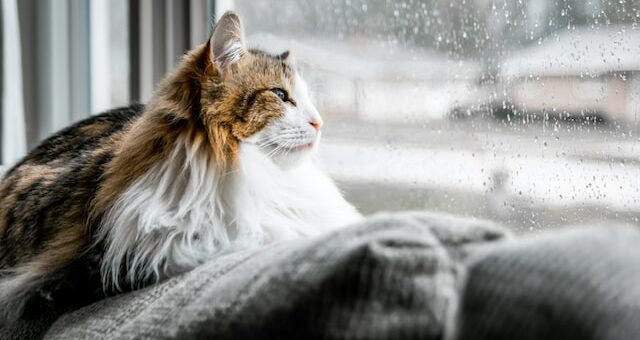 a cat watching the rain, emergency fund is also called a rainy day fund